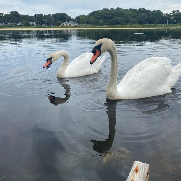 Meet your Posher, Clara - Picture 1 of 1